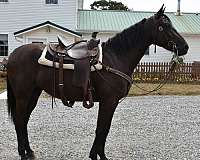 pleasure-driving-friesian-horse