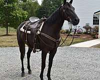 trail-friesian-horse