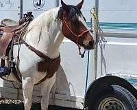 gypsy-vanner-horse