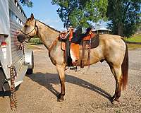 quarter-horse-for-sale