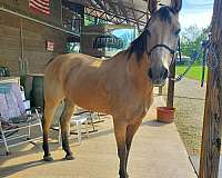 buckskin-lesson-horse