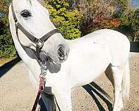 ranch-westphalian-horse