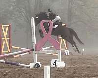 jumper-thoroughbred-horse