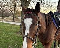 jumping-thoroughbred-horse