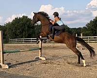 bay-thoroughbred-mare