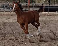 cutting-horse-arabian