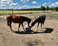 hay-arabian-horse