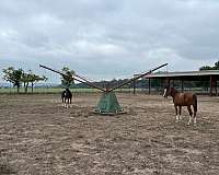 never-handled-arabian-horse