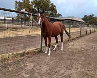 west-nile-arabian-horse