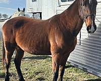 bay-star-snip-small-hind-sock-horse