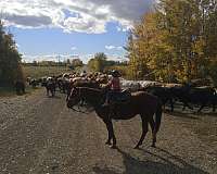 horse-massage