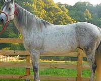 grey-none-horse