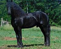 bred-holsteiner-horse