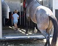 bay-roan-therapy-pony