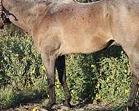 bay-roan-rodeo-queen-pony