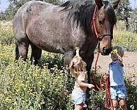 friendly-quarter-pony