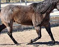 bay-roan-rodeo-queen-pony