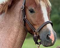 welsh-pony-gelding