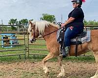 working-equitation-haflinger-horse