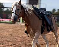 chestnut-blaze-horse