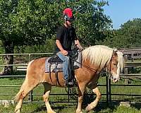 all-around-haflinger-horse