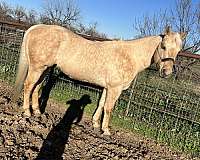 ranch-quarter-horse