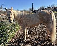 trail-riding-quarter-horse