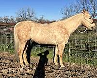 working-cattle-quarter-horse