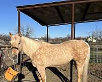 palomino-gelding-quarter-horse