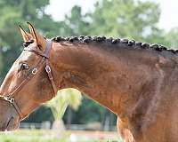 best-lusitano-horse