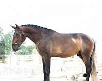 barefoot-lusitano-horse