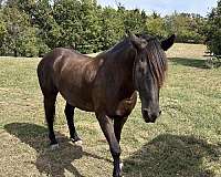 quarter-gelding-friesian-horse