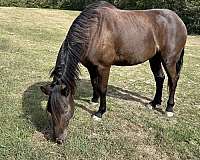 dressage-jumper-friesian-horse