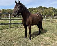 baroque-friesian-horse