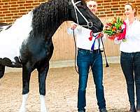 draft-barock-pinto-horse