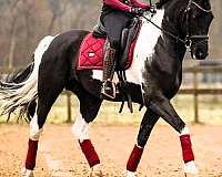 dressage-barock-pinto-horse