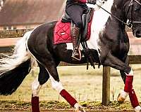 english-pleasure-barock-pinto-horse