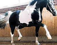 homozygous-barock-pinto-horse