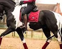 horsemanship-barock-pinto-horse