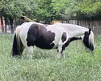 gypsy-vanner-mare