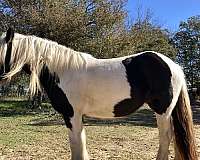 great-mom-gypsy-vanner-horse