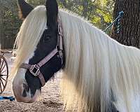 trims-gypsy-vanner-horse