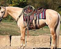 ranch-quarter-horse