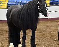 black-white-blazefeet-horse