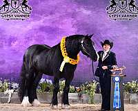 congress-champion-gypsy-vanner-horse