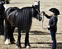 national-gypsy-vanner-horse