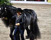 national-champion-gypsy-vanner-horse