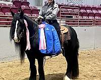 all-gypsy-vanner-horse