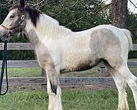 tobiano-gypsy-vanner-filly