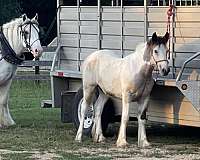 tobiano-filly-for-sale